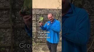 How to grow lentils from the supermarket #growyourgroceries