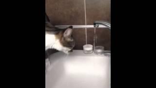 Amazing Cat Showering