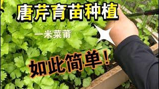 唐芹育苗種植在一米菜圃- 如此簡單  #唐芹#育苗種植#園藝#howtogrow