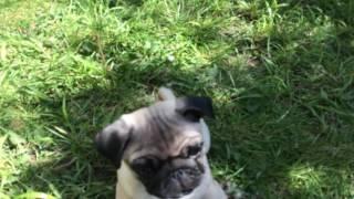 Pug puppy does HIGH FIVE!