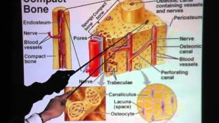 Bone Connective Tissue