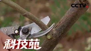 《科技苑》 20180130 剪出来的高产辣木 | CCTV农业