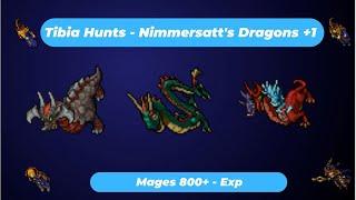 Tibia Hunts Exp - Lv 800+ Mages  - Nimmersatt's Dragons +1