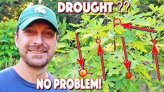 Drought Tolerant Fruit Trees And Vegetables To Plant Now!