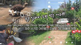제주 서귀포 어린왕자 감귤밭 미니동물원 체험/ 헐! 알파카 소변 먹는 거위
