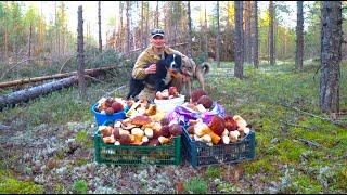 Как вынести БОРОВОЕ ЗОЛОТО. Нашли грибной рай. Мечта каждого побывать в этом месте.