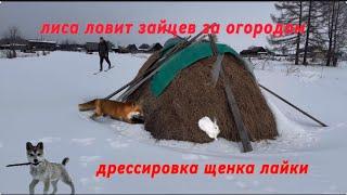 Лиса ловит зайцев за огородом , дрессировка щенка лайки, поиск с монокуляром SFH VIGIL19