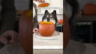 The Perfect Pumpkin Treat For Dogs!