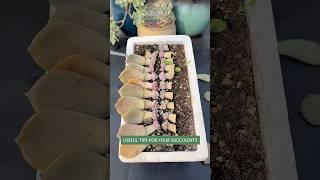 Succulent Plants for Beginners: Essential Care Secrets You NEED to Know