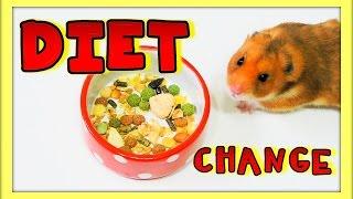 How to change a HAMSTERS Diet | Safely