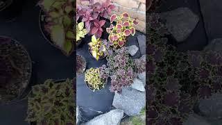 Сад, любимый сад, как есть:):):)