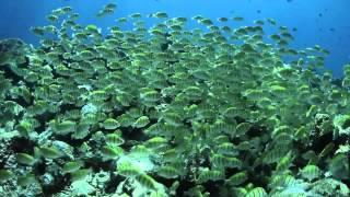 Maldivien Reef in Motion by www.FotoDive.ch