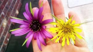 Wild Edibles With Sergei Boutenko: Salsify