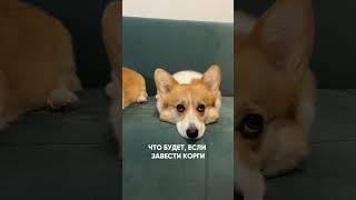 Два корги, лучше чем один