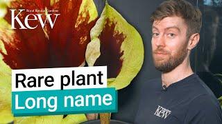 Meet the titan arum’s rare little cousin | Kew