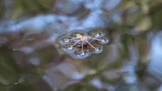 Spider walking on water ... getting FISHED (slow motion)