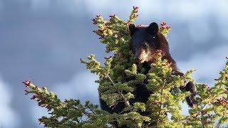 Bear with cubs Waterton Lakes National Park Canada