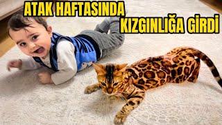 ATAK HAFTASINDAKİ OĞLUM VE KIZGINLIĞA GİREN KEDİM İLE BİR GÜN. MİNTİK İLE MUSTAFA VLOG