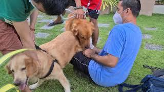 Golden Retriever Breeding