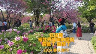 2024春天旅行 4月初洛阳 被牡丹花开盛况震惊了 一次根本看不够