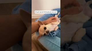 I can mess with him all I want — as long as he’s comfy, he doesn’t care#chihuahua #dog #shorts #cute