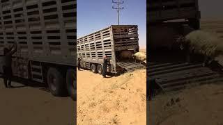 اشتركو بقناتي مربي الاغنام غنم جبل