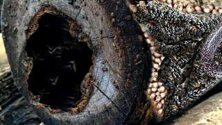 Horrifying discovery while sawing wood in the Amazon rainforest || Sawmill