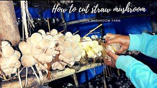 New relax clip video cut straw mushroom March  Ep.1|At surin mushroom farm