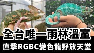 直擊RGBC變色龍仿原生地溫室，全台唯一雨林溫室！近距離看變色龍界的網美-七彩豹紋變色龍蘇打冰～ #rgbc #變色龍 #雨林溫室 #變色龍野放溫室