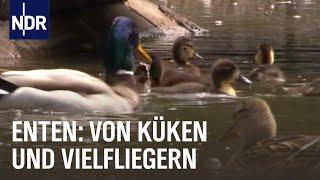 Das faszinierende Leben der Enten | Die Nordreportage | NDR Doku