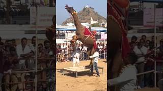 Camel dance @Pushkar Mela 2024️ #shorts #pushkar #laloos #cameldance