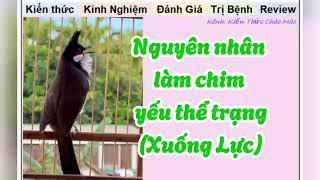 Các yếu tố để Chào mào Đấu giàn Phục Hồi Thể Trạng tốt nhất là gì?