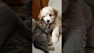 Kitten Comforts Puppy with the Sweetest Hug Ever