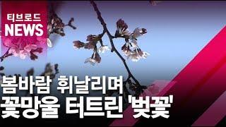 [부산]일찍 꽃망울 터트린 '벚꽃'/티브로드