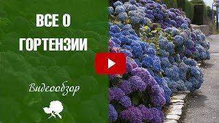 Хитсад ТВ - Гортензия покупка посадка и уход  как правильно выращивать цветок