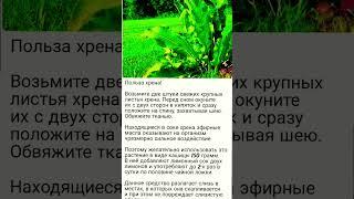 ПОЛЬЗА ХРЕНА #shortvideo #советы #витамины #полезныесоветы #медицина #хрен