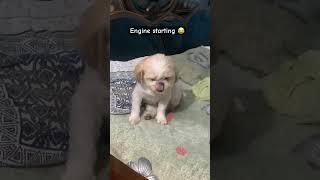 #levi #dog #youtubeshorts #shihtzu #ytshorts #ytshortsindia #shorts #funny