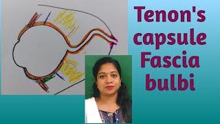 Fascia bulbi/ Tenon's capsule/ Periorbita/ Intermuscular septum/ Fascia expansions of EOM