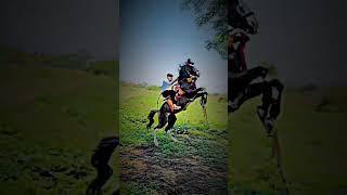 #horsestatus #horsepower #lovers #viral #video