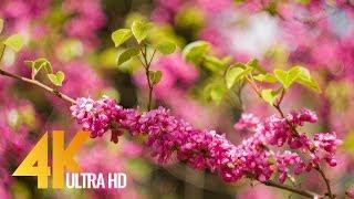 Amazing Colors of Spring Flowers and Fall Leaves - 4K Nature Relax Video with Nature Sounds