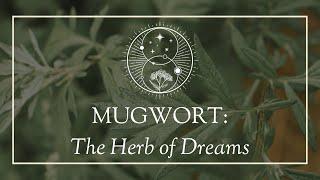 Mugwort: The Herb of Dreams