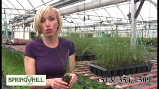 Pink Muhly Grass - Spring Hill Nursery