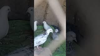 kazi Ahmed Birds kabootar bazi kazi Ahmed kazi Ahmed pigeons
