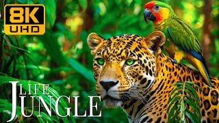 Jungle Life 8K UHD  Majestic Beasts With Deeply Relaxing Music