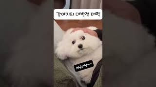 강아지의 대반전 매력