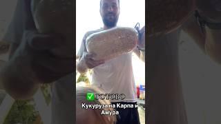 Ванючая кукуруза #рыбалка #рыбаки #рыбалканаозере #рыбалканафидер #обзор #carpfishing