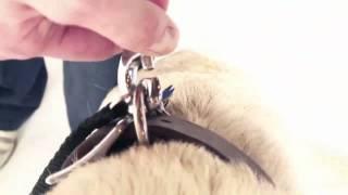 How to Use a Retractable Flexi Leash to Walk Your Dog (Petco)