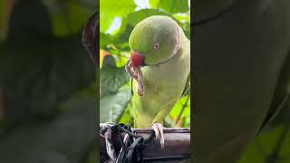 cute talking parrot  #talkingparrot #like #subscribers #share #10k #growmychannel