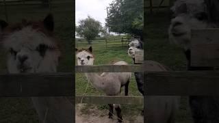 Curious Llamas