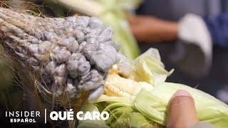 ¿Por qué es tan caro el huitlacoche o carbón del maíz? | Qué caro